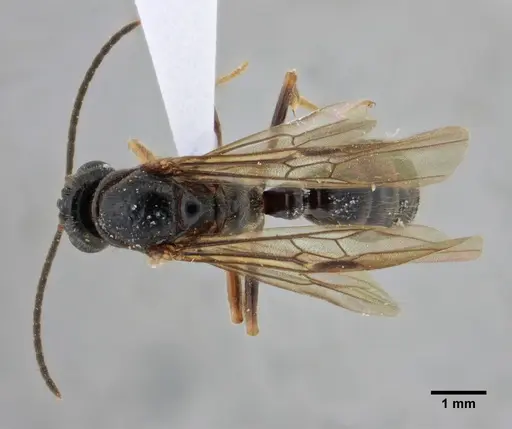 Centromyrmex alfaroi specimen ANTWEB1038227 image antweb1038227_1