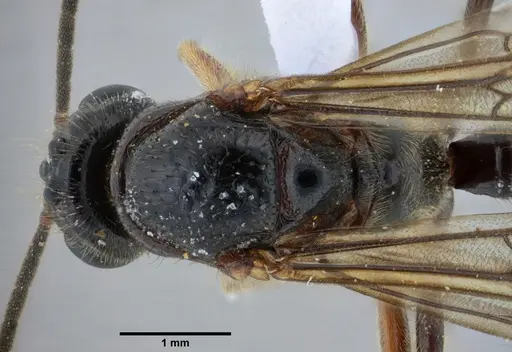 Centromyrmex alfaroi specimen ANTWEB1038227 image antweb1038227_2