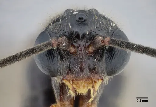 Centromyrmex alfaroi specimen ANTWEB1038227 image antweb1038227_3