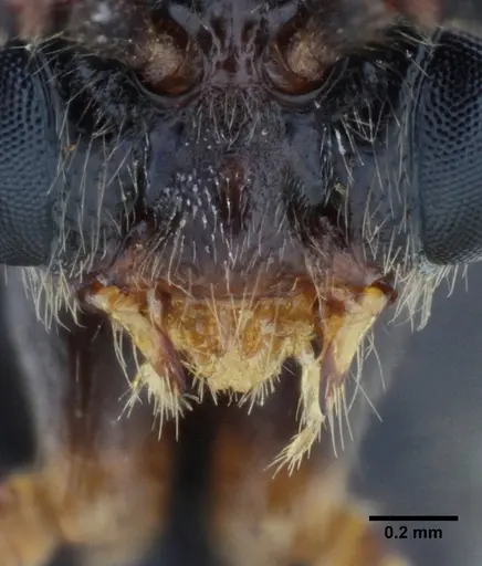 Centromyrmex alfaroi specimen ANTWEB1038227 image antweb1038227_4