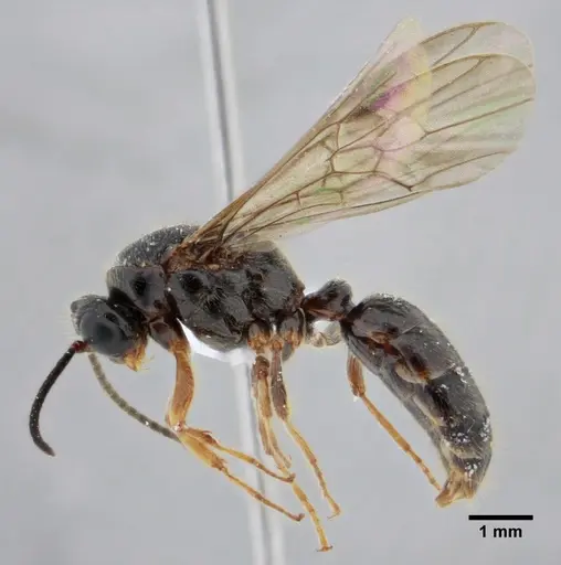 Centromyrmex alfaroi specimen ANTWEB1038227 image antweb1038227_5