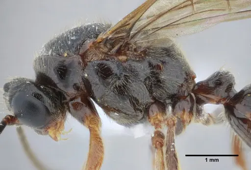 Centromyrmex alfaroi specimen ANTWEB1038227 image antweb1038227_6