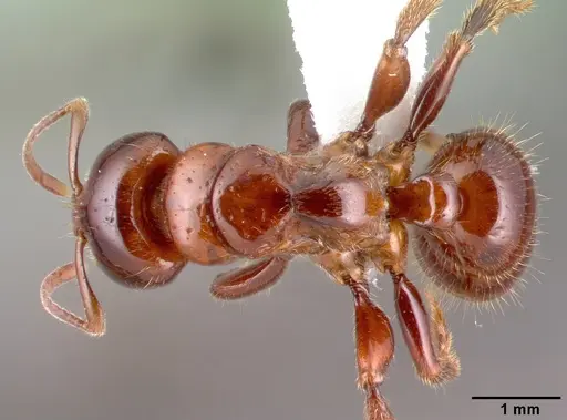 Centromyrmex alfaroi specimen CASENT0010795 image casent0010795_1