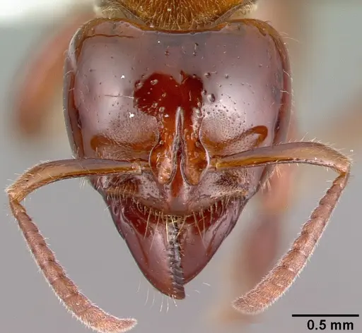 Centromyrmex alfaroi specimen CASENT0010795 image casent0010795_2