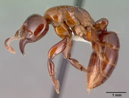 Centromyrmex alfaroi specimen CASENT0010795 image casent0010795_3