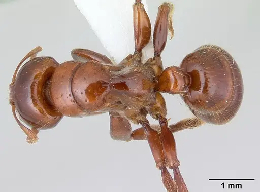 Centromyrmex alfaroi specimen CASENT0178340 image casent0178340_1