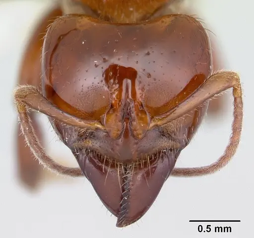 Centromyrmex alfaroi specimen CASENT0178340 image casent0178340_2