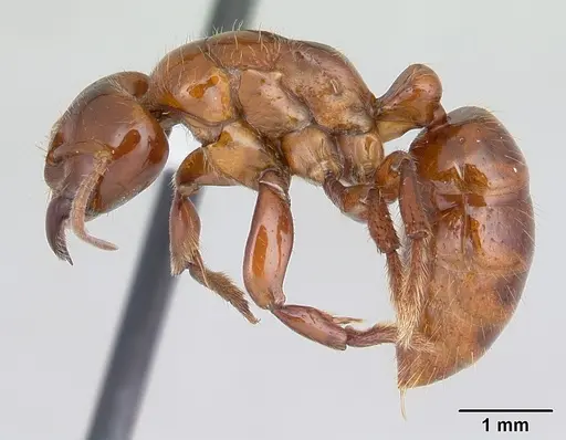 Centromyrmex alfaroi specimen CASENT0178340 image casent0178340_3