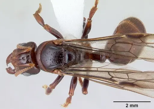 Centromyrmex alfaroi specimen CASENT0178341 image casent0178341_1