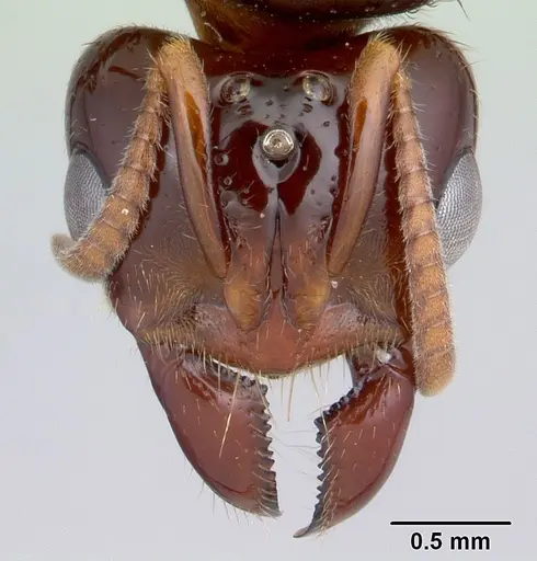 Centromyrmex alfaroi specimen CASENT0178341 image casent0178341_2