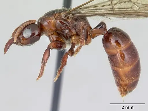 Centromyrmex alfaroi specimen CASENT0178341 image casent0178341_3