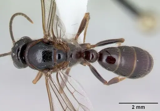 Centromyrmex alfaroi specimen CASENT0178342 image casent0178342_1