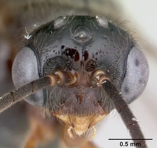 Centromyrmex alfaroi specimen CASENT0178342 image casent0178342_2