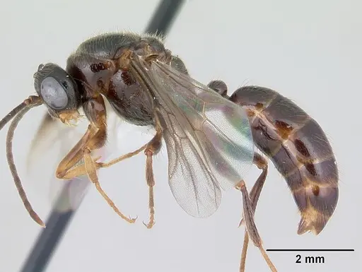 Centromyrmex alfaroi specimen CASENT0178342 image casent0178342_3