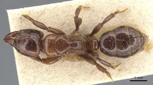 Centromyrmex alfaroi specimen CASENT0903859 image casent0903859_1