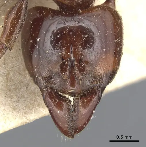 Centromyrmex alfaroi specimen CASENT0903859 image casent0903859_2