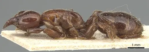Centromyrmex alfaroi specimen CASENT0903859 image casent0903859_3