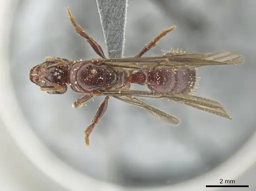 Centromyrmex alfaroi specimen INB0003046866 image inb0003046866_1