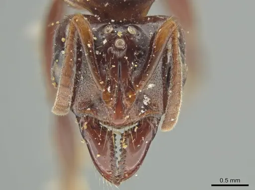 Centromyrmex alfaroi specimen INB0003046866 image inb0003046866_2