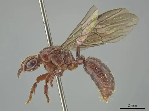 Centromyrmex alfaroi specimen INB0003046866 image inb0003046866_3