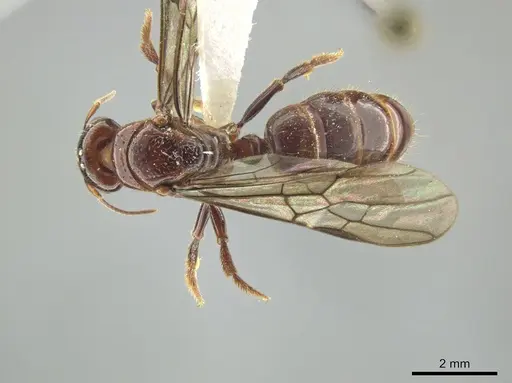 Centromyrmex alfaroi specimen JTLC000009437 image jtlc000009437_1