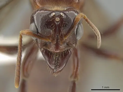 Centromyrmex alfaroi specimen JTLC000009437 image jtlc000009437_2