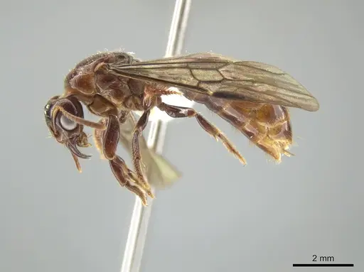 Centromyrmex alfaroi specimen JTLC000009437 image jtlc000009437_3