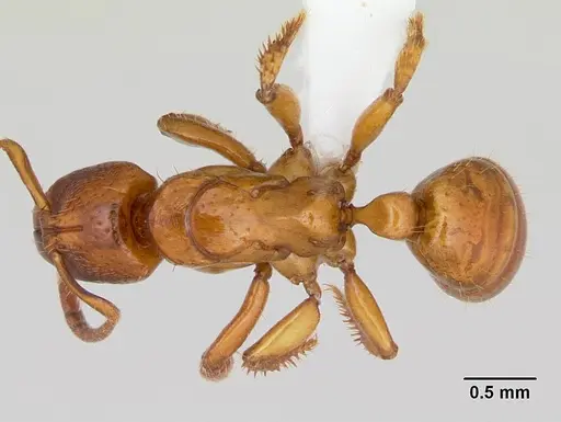 Centromyrmex angolensis specimen CASENT0417147 image casent0417147_1