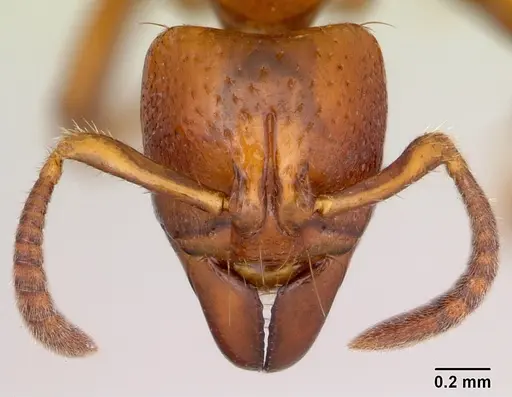 Centromyrmex angolensis specimen CASENT0417147 image casent0417147_2