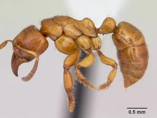 Centromyrmex angolensis specimen CASENT0417147 image casent0417147_3