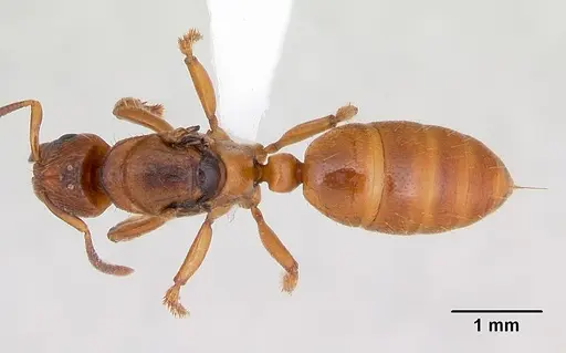 Centromyrmex angolensis specimen CASENT0417149 image casent0417149_1