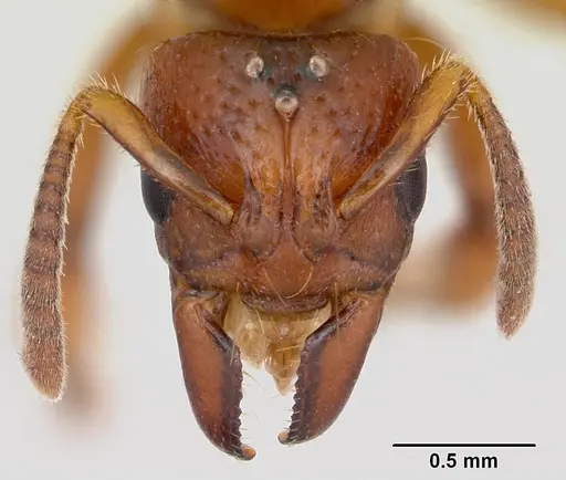 Centromyrmex angolensis specimen CASENT0417149 image casent0417149_2