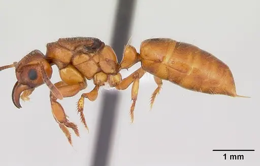 Centromyrmex angolensis specimen CASENT0417149 image casent0417149_3