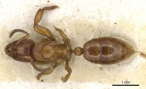 Centromyrmex angolensis specimen CASENT0915170 image casent0915170_1