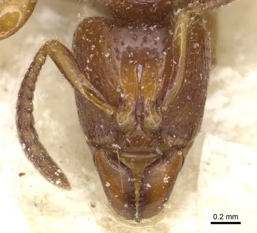 Centromyrmex angolensis specimen CASENT0915170 image casent0915170_2
