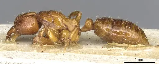 Centromyrmex angolensis specimen CASENT0915170 image casent0915170_3