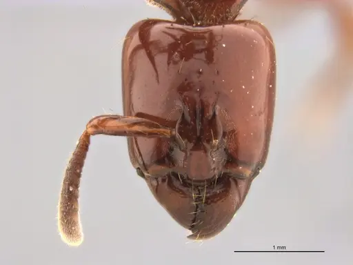 Centromyrmex bequaerti specimen ANTWEB1032015 image antweb1032015_1