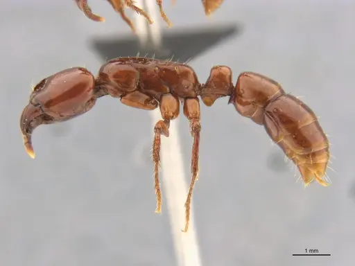 Centromyrmex bequaerti specimen ANTWEB1032015 image antweb1032015_2