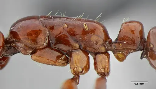 Centromyrmex bequaerti specimen ANTWEB1032015 image antweb1032015_3