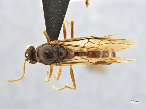 Centromyrmex bequaerti specimen ANTWEB1032017 image antweb1032017_1