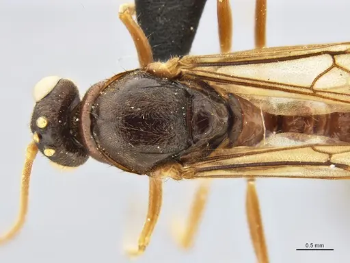 Centromyrmex bequaerti specimen ANTWEB1032017 image antweb1032017_2