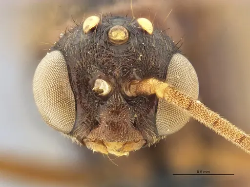 Centromyrmex bequaerti specimen ANTWEB1032017 image antweb1032017_3
