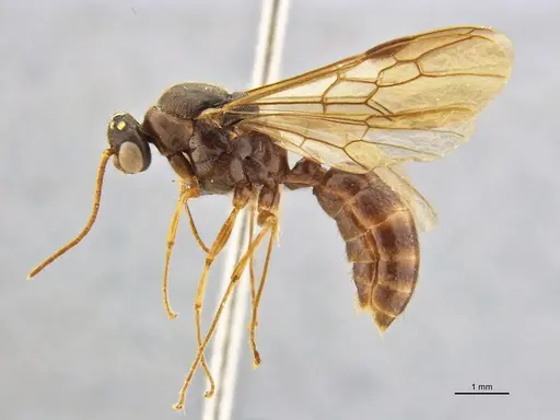 Centromyrmex bequaerti specimen ANTWEB1032017 image antweb1032017_4