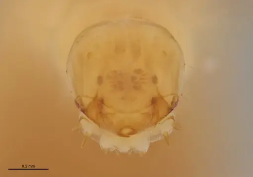 Centromyrmex bequaerti specimen ANTWEB1062844 image antweb1062844_1