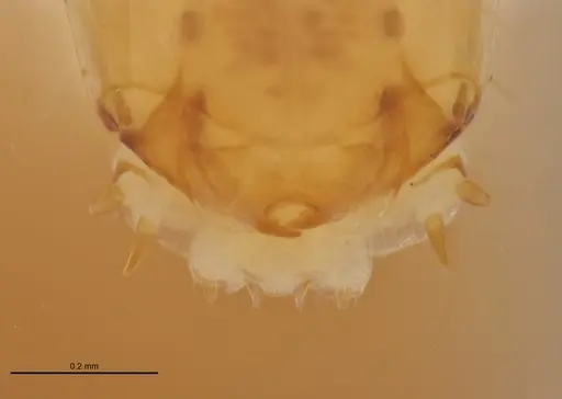 Centromyrmex bequaerti specimen ANTWEB1062844 image antweb1062844_2