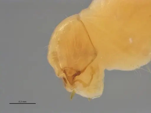 Centromyrmex bequaerti specimen ANTWEB1062844 image antweb1062844_4