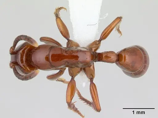 Centromyrmex bequaerti specimen CASENT0005922 image casent0005922_1