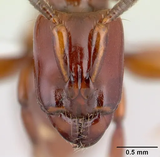 Centromyrmex bequaerti specimen CASENT0005922 image casent0005922_2