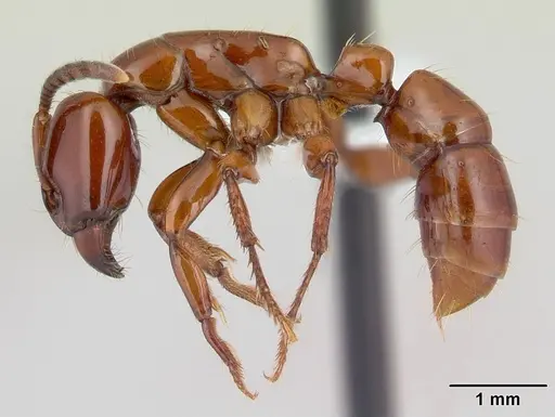Centromyrmex bequaerti specimen CASENT0005922 image casent0005922_3