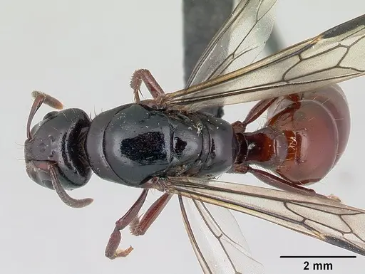 Centromyrmex bequaerti specimen CASENT0066957 image casent0066957_1